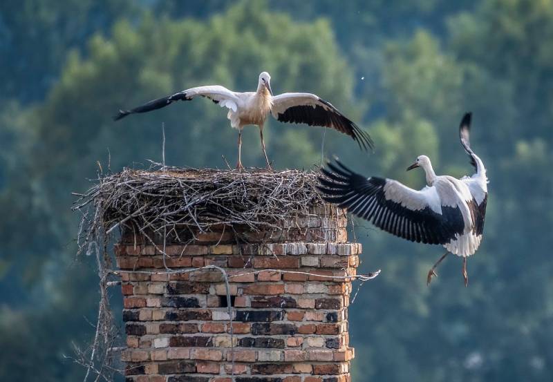 Professional Chimney Animal Removal Services in Camp Springs, Maryland