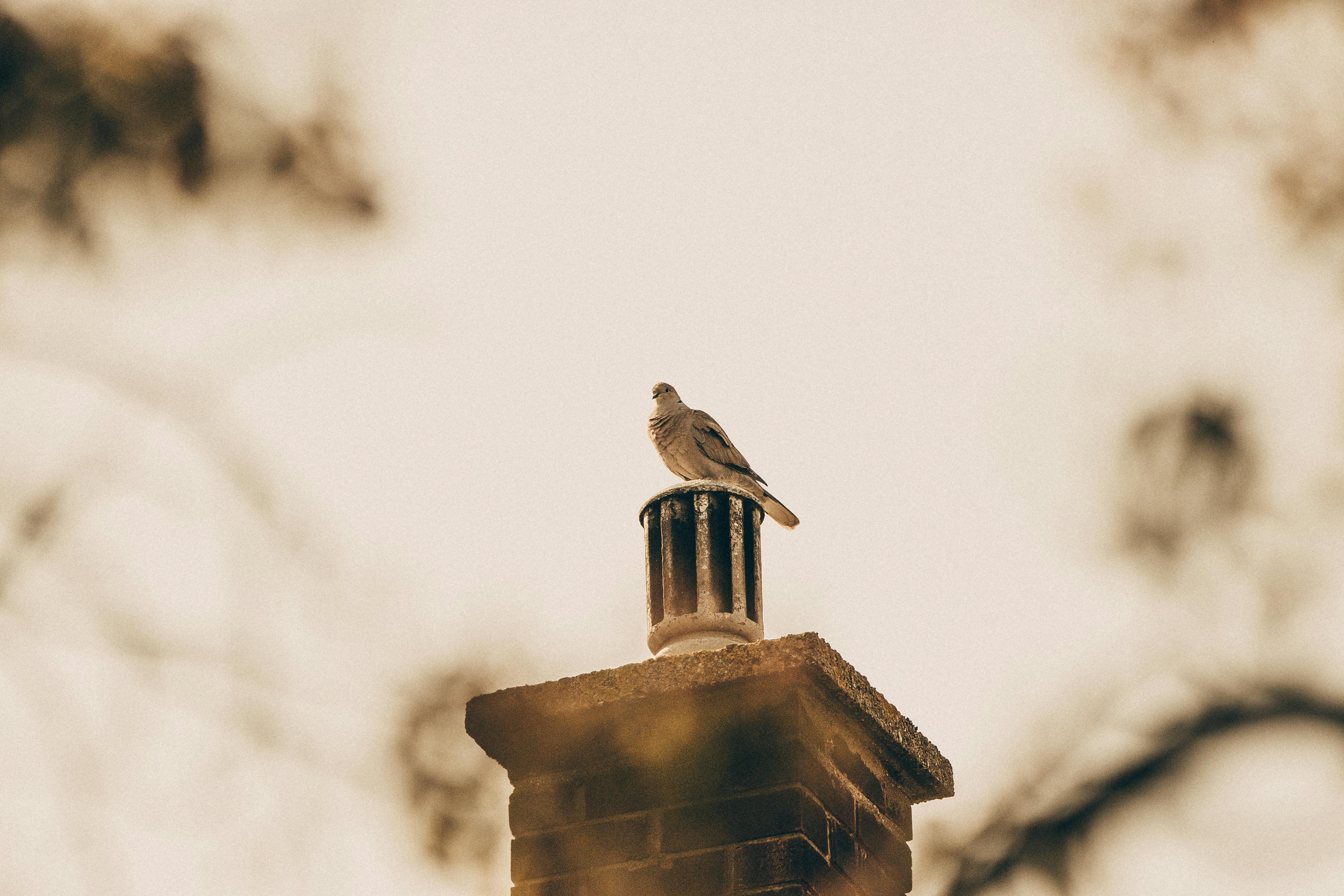 Expert Chimney Cap Installation in Camp Springs, Maryland